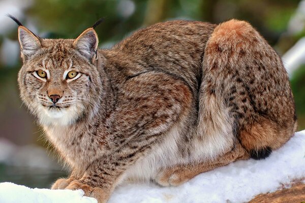 A big wild cat is sitting in the snow