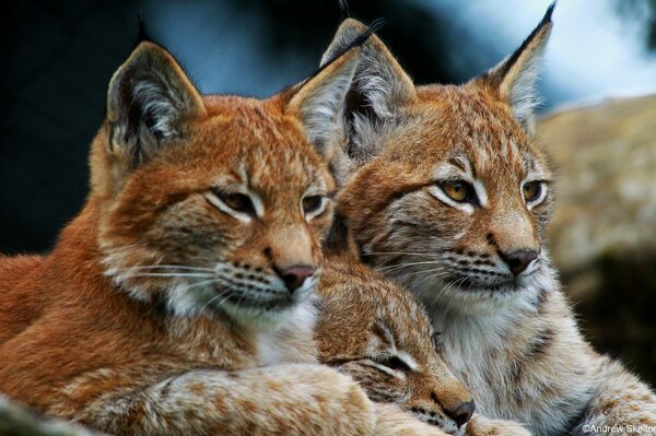 Three wild lynxes are resting