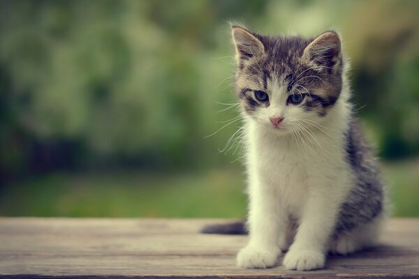 Gatito de bebé gris y blanco sobre fondo verde