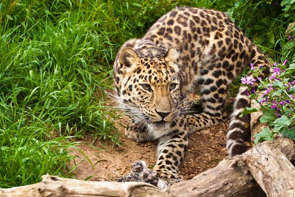 El leopardo se escabulle en la hierba y delante de él hay madera flotante