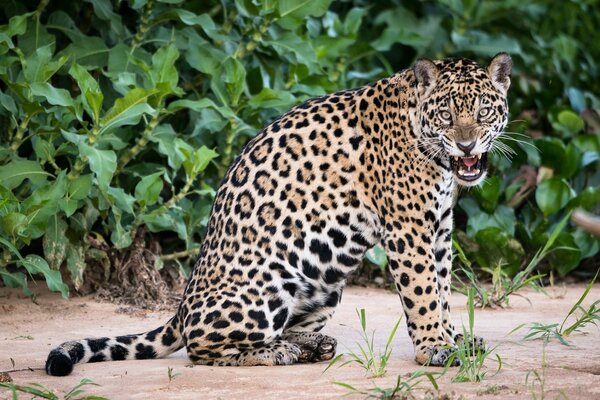 Jaguar en la naturaleza entre el follaje