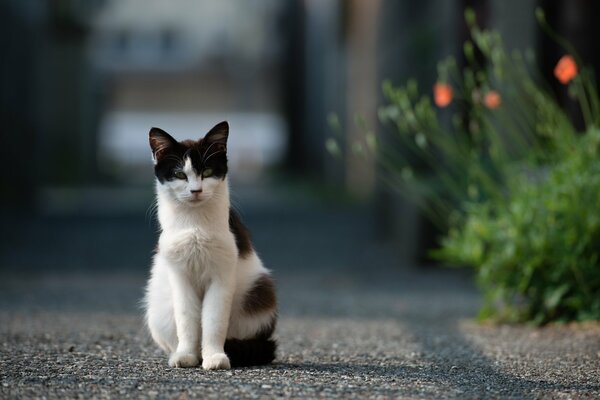 Chat noir et blanc assis sur la route