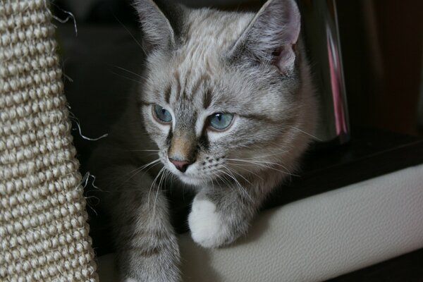 Gemütliches Foto einer Katze mit schönen Augen