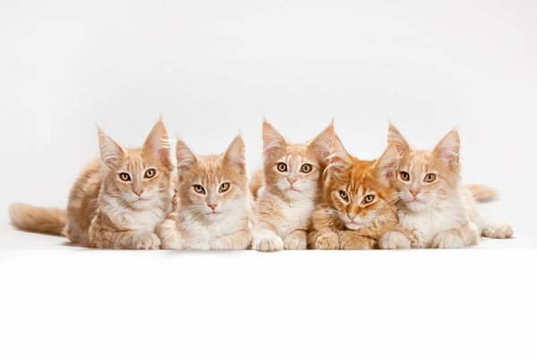 Chats, chatons Maine Coon sur fond blanc