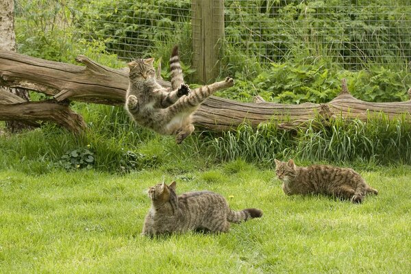 Eine Familie schottischer Wildkatzen spielt im Gras