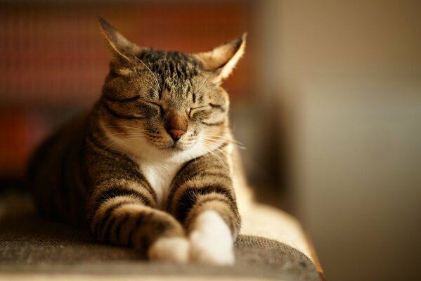 Grey striped cat is sleeping