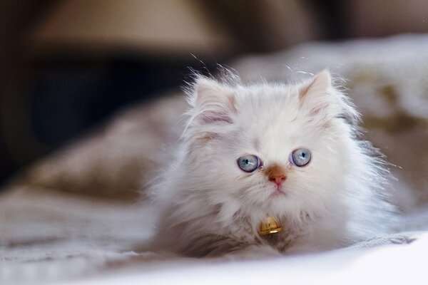 A white cat with slanting eyes and a bell on his neck