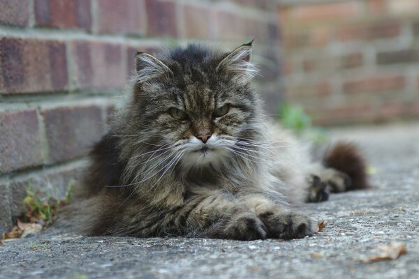 Graue Katze mit wütendem Blick auf der Straße