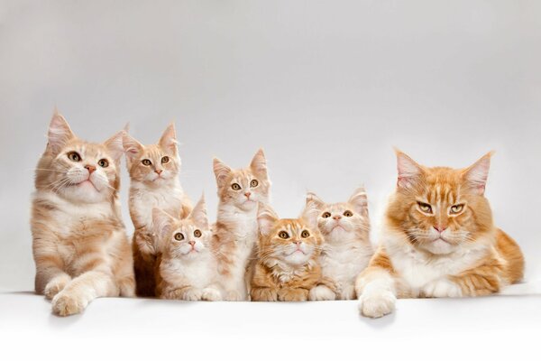 Famille de chats de race Maine Coon