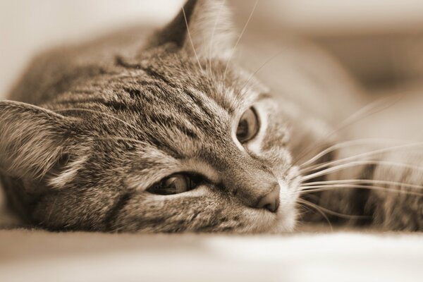 Cat lies portrait sepia