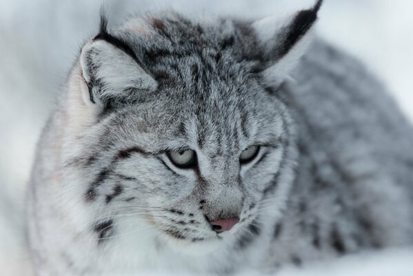 The muzzle of the Eurasian gray lynx