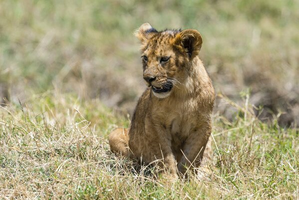 León solitario con un lindo hocico