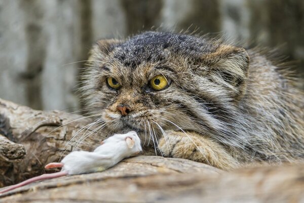 Glücklicher Waldjäger: Manul und seine Beute