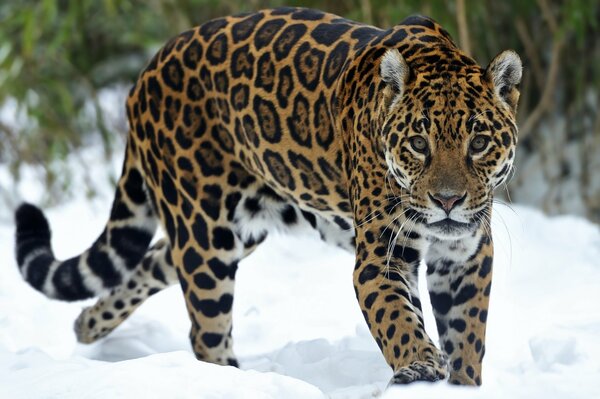 Ein gefleckter Jaguar im Schnee