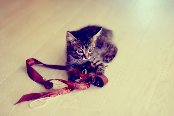 Gatito rayado gris con cinta en casa