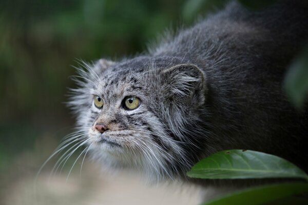 Manul, manul s predatory gaze