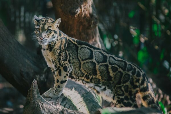 Leopardo ahumado en la naturaleza