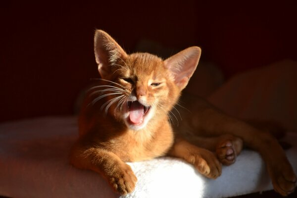 Red kitten shows tongue