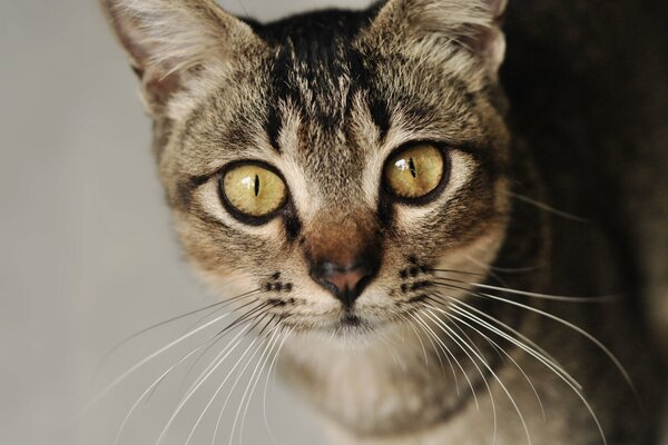 A cat with beautiful eyes and a big mustache