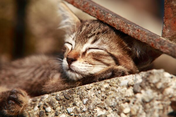 Süß schlafende Katze in der Luft