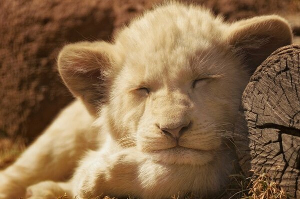 A little lion sleeping on a log