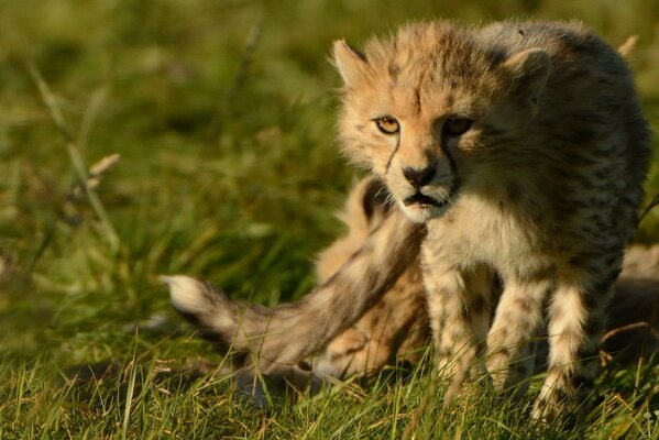 A cheetah cub walks on the grass