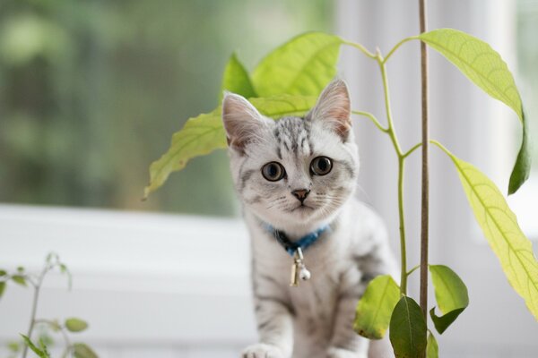 Маленький котенок возле цветка