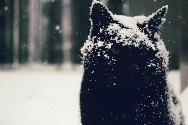 Schwarze mürrische Katze im Schnee