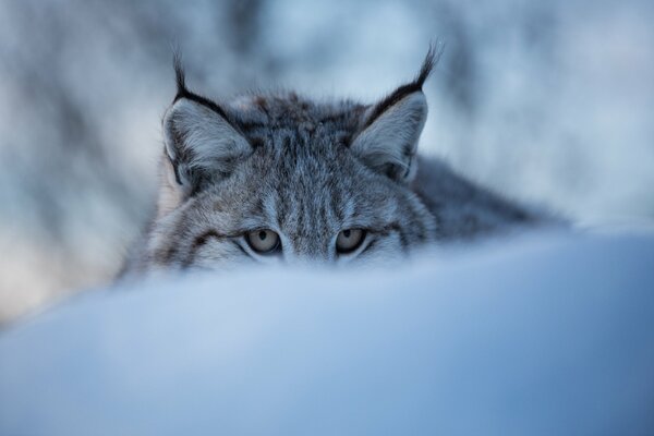 Lynx peeks out from behind a large snowdrift