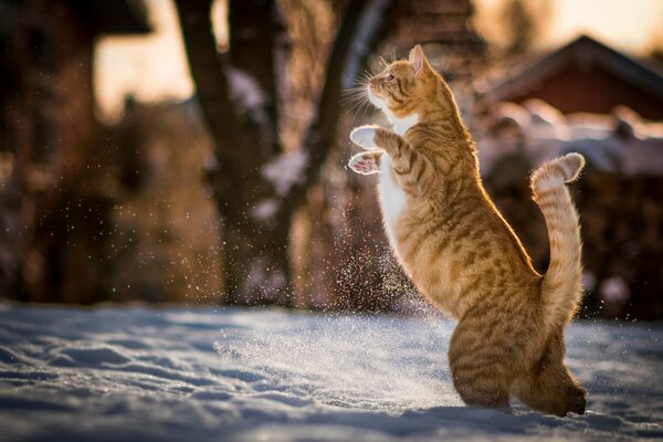 Ryde-gatto soriano bianco che cammina sulla neve sulle zampe posteriori