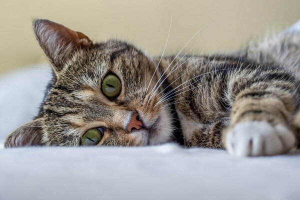 Chat gris avec des yeux verts au repos