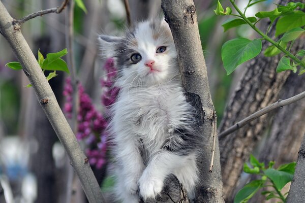 Lindo gatito sentado en un árbol