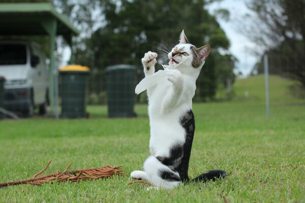 Katze spielt mit einer Feder auf dem Rasen