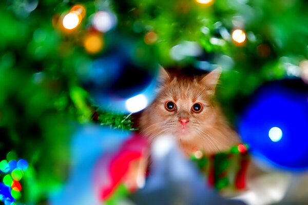 Der Blick der Katze auf Spielzeug. Blendung des Lichts