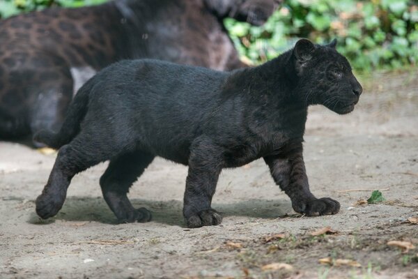 Das Junge des schwarzen Panthers geht zu seiner Mutter