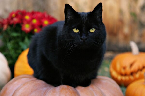 Halloween ist nahe. Schwarze Katze