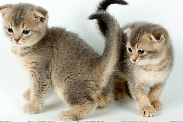 A pair of cute fluffy kittens