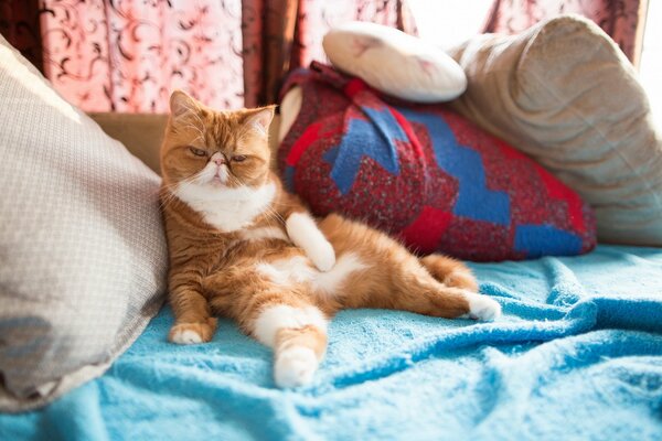 A red-haired cat is resting on the bed