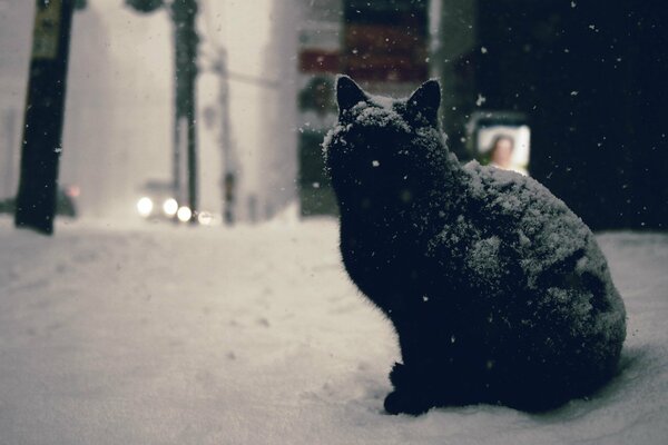 Schwarze erwachsene Katze in einer verschneiten Straße