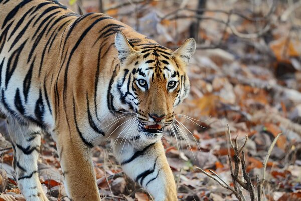 La tigre ha paura di una grande preda