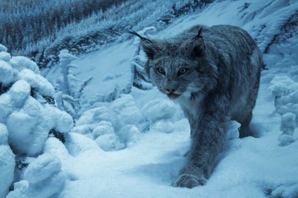 Ein Leopard geht durch den Schnee in den Bergen