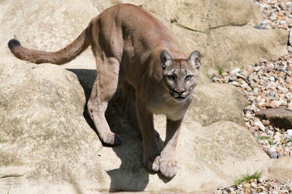 A predatory cougar stands on the rocks