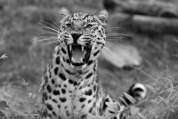 The wild leopard showed his grin