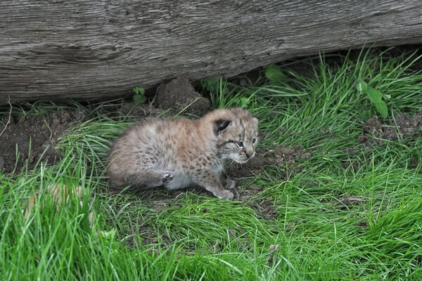 Lynx caché derrière une grosse bûche