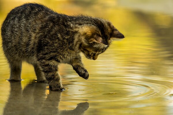 Kätzchen spielt mit Reflexion im Wasser