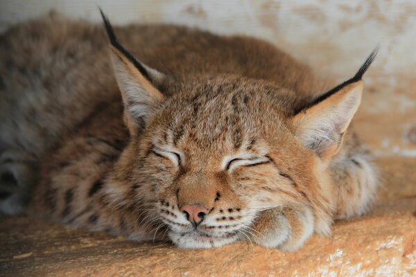 Der Luchs schlief auf seinen Pfoten ein