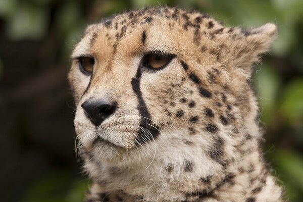 Vue prédatrice du guépard au loin