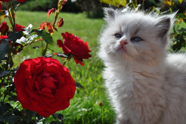 Gatito divertido con rosas rojas