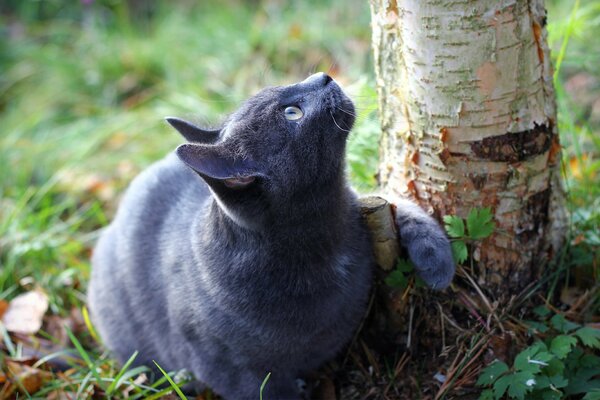 Grey cat on a walk by a birch tree