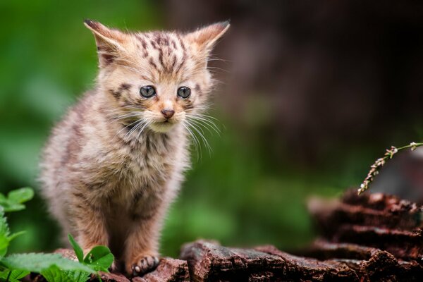 Forêt domaniale: chaton gris